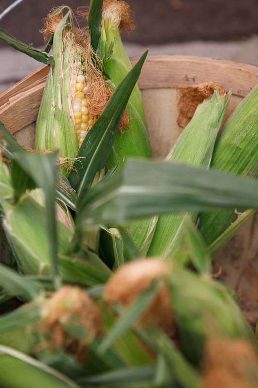 Corn on the cob in bushel baskets at the Provo Fresh Wednesday Farmer's Market in Downtown Provo